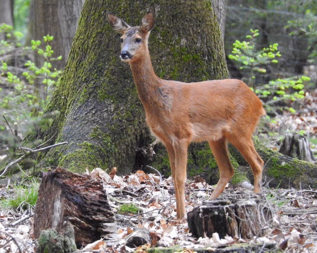 Fotowedstrijd Faunadag 2026: ‘vrouwelijk wild’
